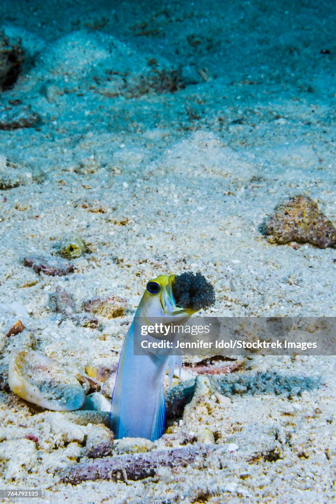 This male jawfish aerates the eggs he protects, Grand Cayman, Cayman Islands.