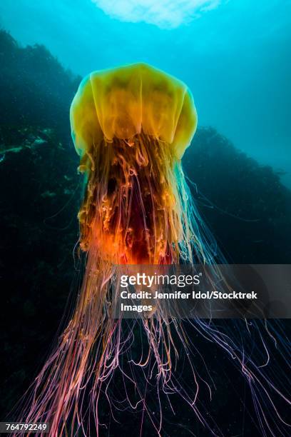 a lions mane jellyfish rises from the deep in alaska. - lions mane jellyfish - fotografias e filmes do acervo