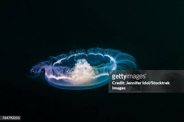 a moon jellyfish rises from the depths of resurrection bay in alaska. - medusa común fotografías e imágenes de stock
