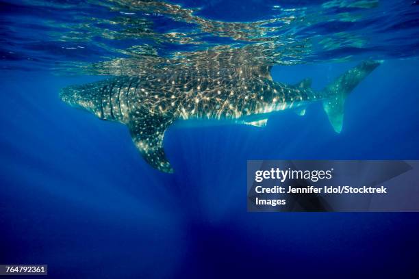 whale shark in isla mujeres, mexico. - micrófago filtrador fotografías e imágenes de stock