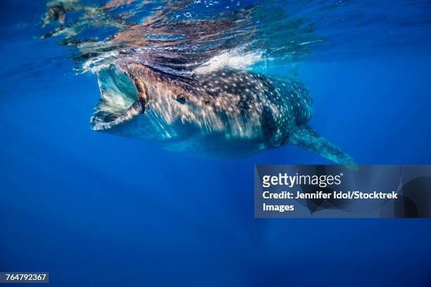 whale shark in isla mujeres, mexico. - 濾過摂食動物 ストックフォトと画像
