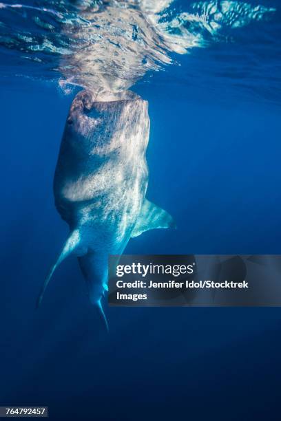whale shark exhibiting bottle feeding behavior in isla mujeres, mexico. - micrófago filtrador fotografías e imágenes de stock