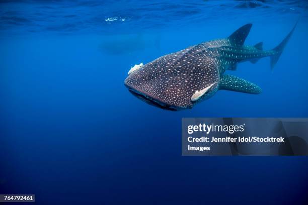 whale shark in isla mujeres, mexico. - micrófago filtrador fotografías e imágenes de stock