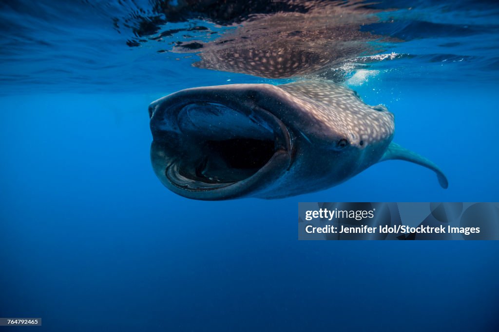 Whale shark in Isla Mujeres, Mexico.