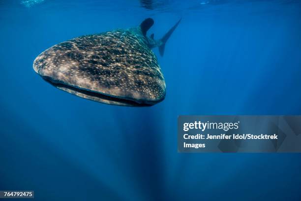 whale shark in isla mujeres, mexico. - micrófago filtrador fotografías e imágenes de stock