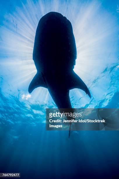 whale shark in isla mujeres, mexico. - micrófago filtrador fotografías e imágenes de stock