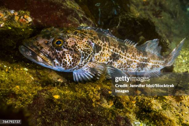 76 Ling Cod Stock Photos, High-Res Pictures, and Images - Getty Images