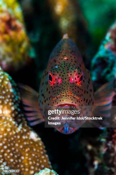 freckled grouper raja ampat, indonesia. - cod fish head stock pictures, royalty-free photos & images