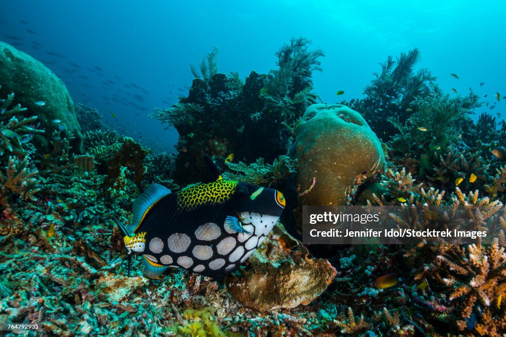 Clown triggerfish in Raja Ampat, Indonesia.