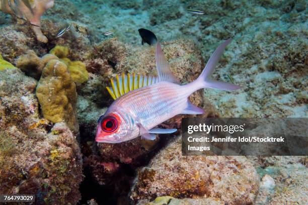 squirrelfish in st. croix, u.s. virgin islands. - squirrel fish fotografías e imágenes de stock