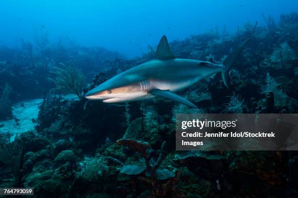 reef shark swimming across a reef in st. croix, u.s. virgina islands. - reef shark stock pictures, royalty-free photos & images