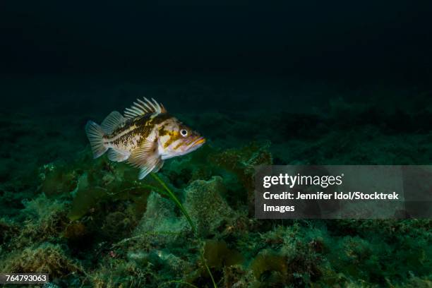 copper rockfish in prince william sound, alaska. - copper rockfish stock pictures, royalty-free photos & images
