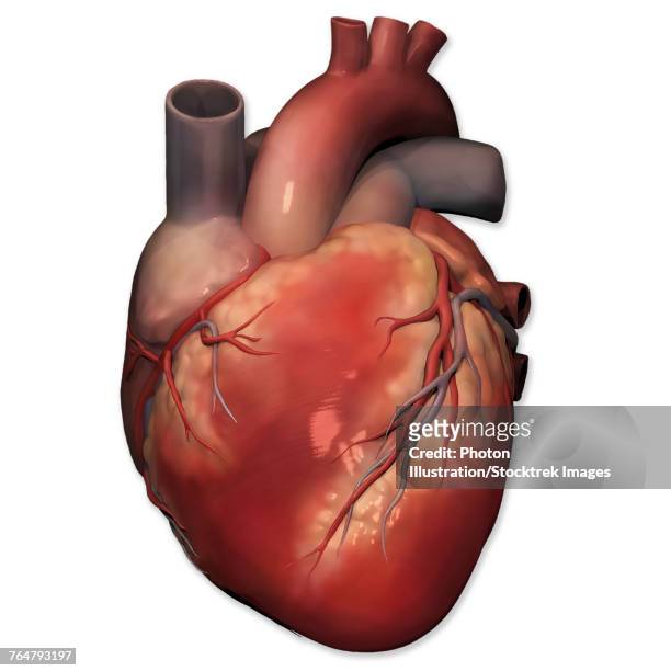 anterior view of human heart anatomy. - myocardium stock-grafiken, -clipart, -cartoons und -symbole