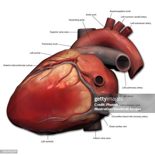 lateral view of human heart anatomy. - myocardium stock-grafiken, -clipart, -cartoons und -symbole