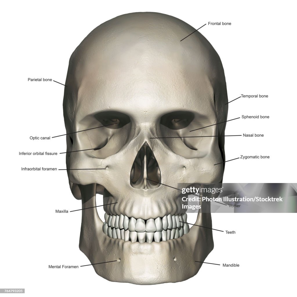 Anterior view of human skull anatomy with annotations.
