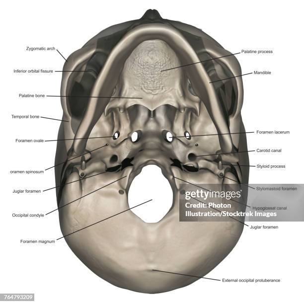 Foramen Ronde Foramen Rotundum And Ovale