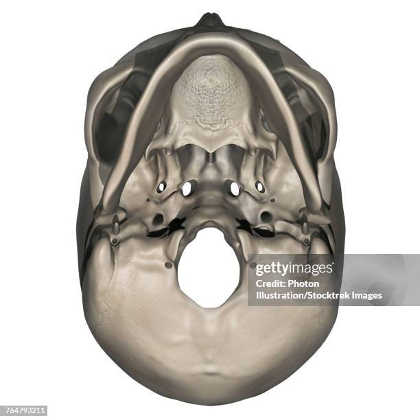 ilustraciones, imágenes clip art, dibujos animados e iconos de stock de inferior view of human skull anatomy. - hueso occipital