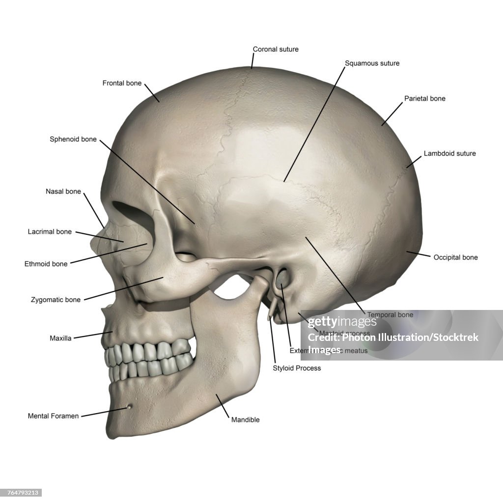 Lateral view of human skull anatomy with annotations.