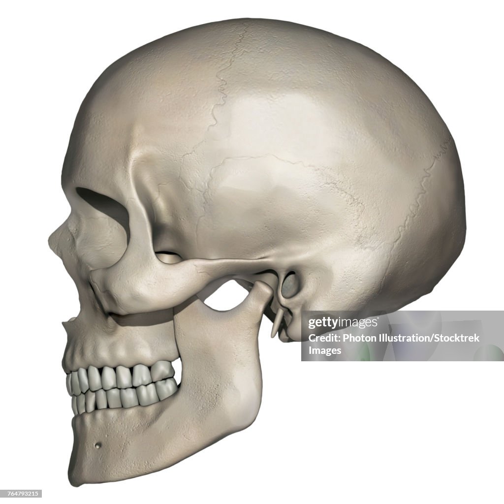 Lateral view of human skull anatomy.