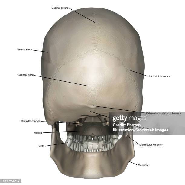 Head Inion External Occipital Protuberance Photos and Premium High Res Pictures ...