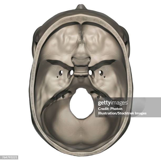 ilustraciones, imágenes clip art, dibujos animados e iconos de stock de superior view of human skull anatomy. - hueso occipital