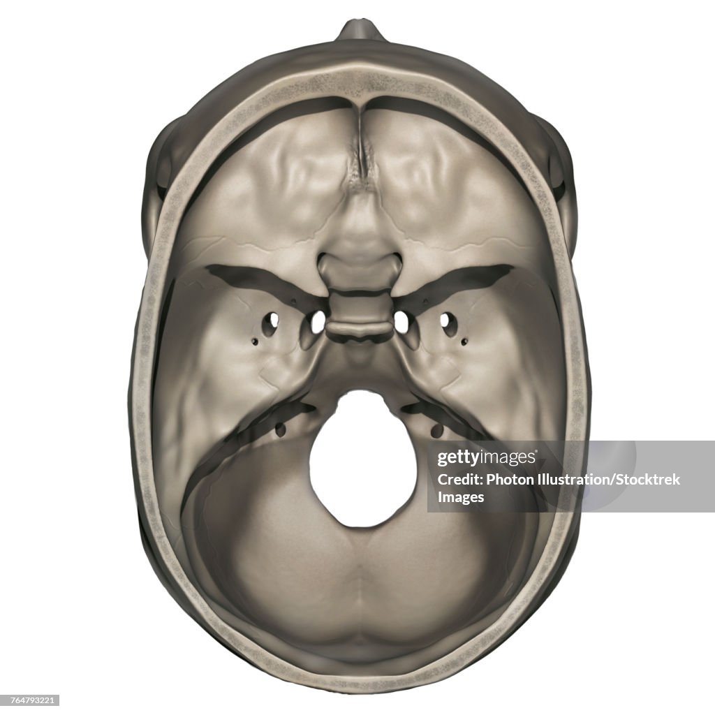 Superior view of human skull anatomy.