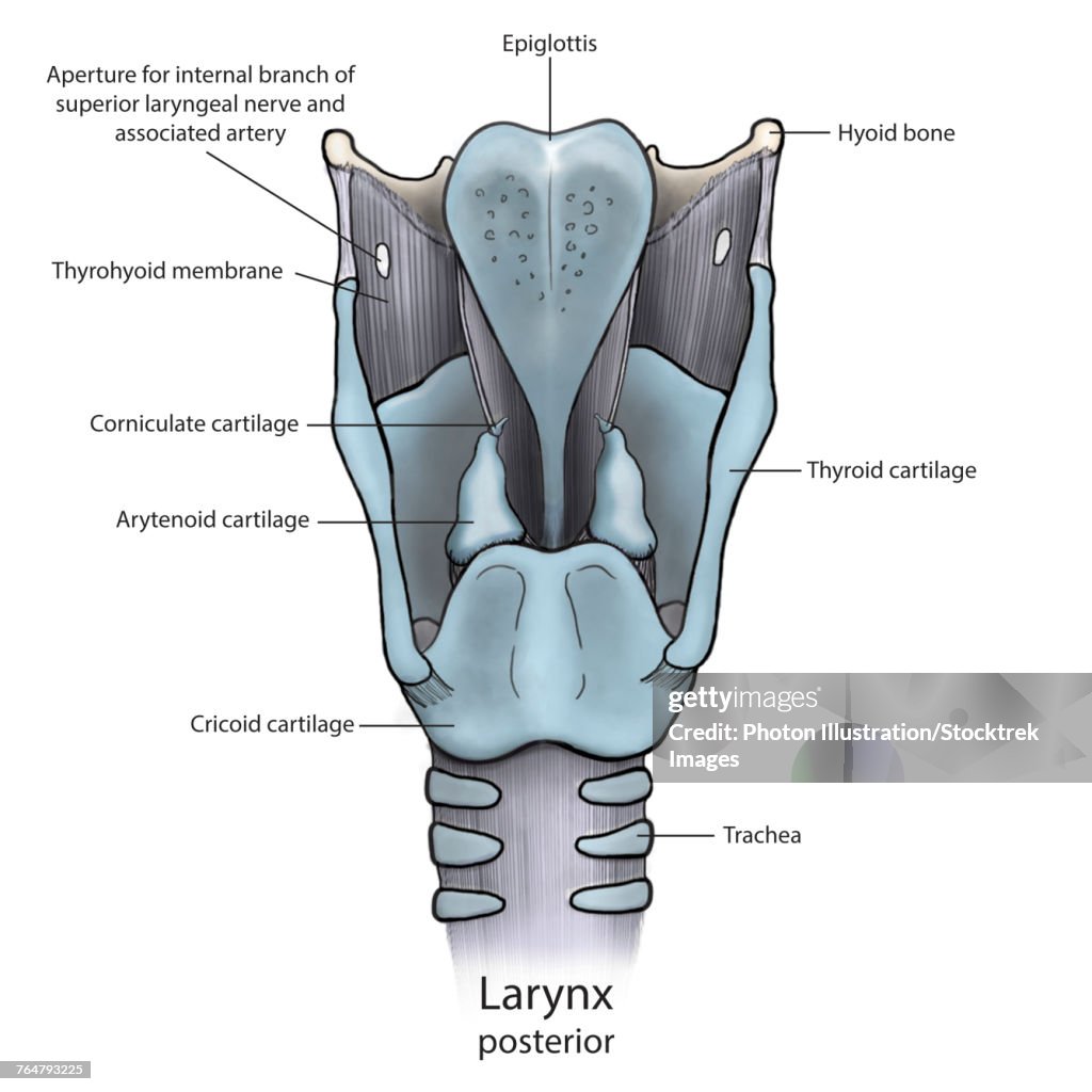 Normal Larynx Larynx Anatomy Model