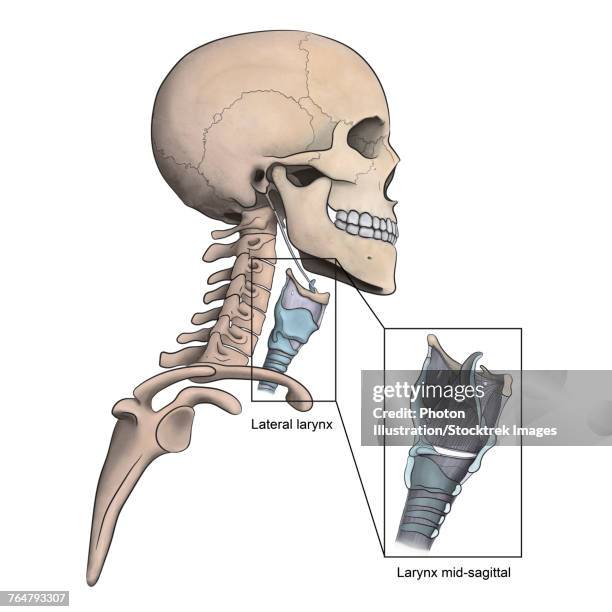 ilustraciones, imágenes clip art, dibujos animados e iconos de stock de lateral larynx and skeletal anatomy with mid-sagittal larynx view. - hueso occipital
