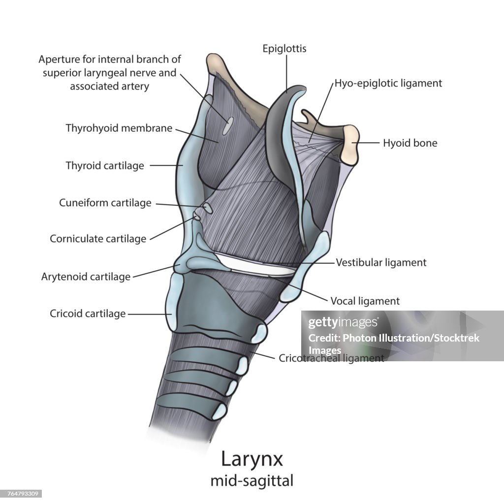 Mid-sagittal larynx anatomy with annotations.