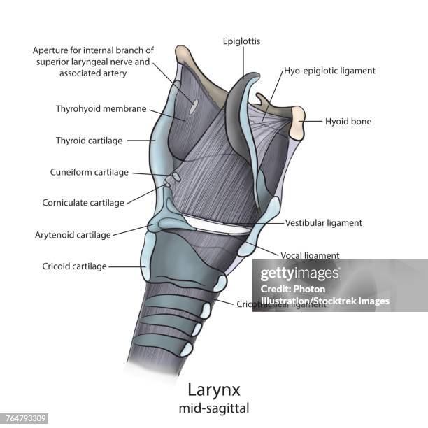 mid-sagittal larynx anatomy with annotations. - epiglottis stock illustrations