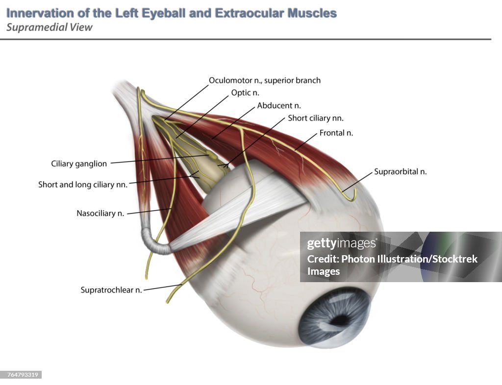 Left supramedial eye anatomy showing muscle innervation with annotation.