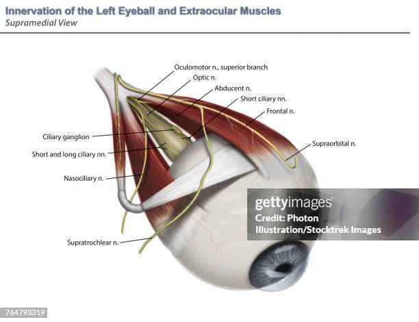 left supramedial eye anatomy showing muscle innervation with annotation. - oculomotor nerve stock illustrations