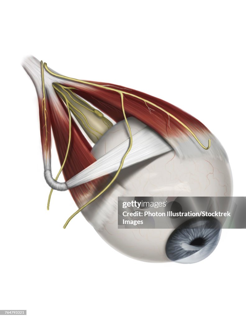 Left supramedial eye anatomy showing muscle innervation.