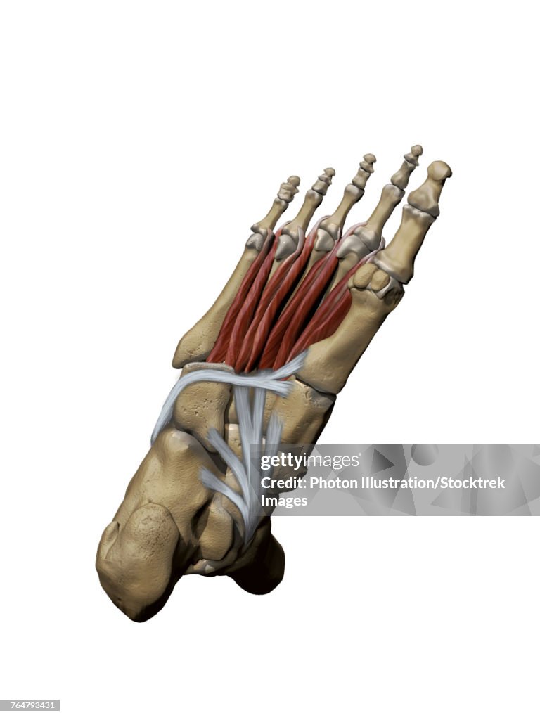 3D model of the foot depicting the plantar deep muscles and bone structures.