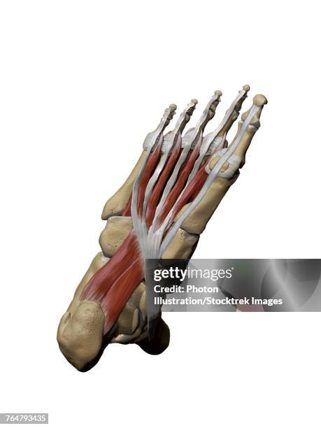 illustrazioni stock, clip art, cartoni animati e icone di tendenza di 3d model of the foot depicting the plantar intermediate muscles and bone structures. - plantar