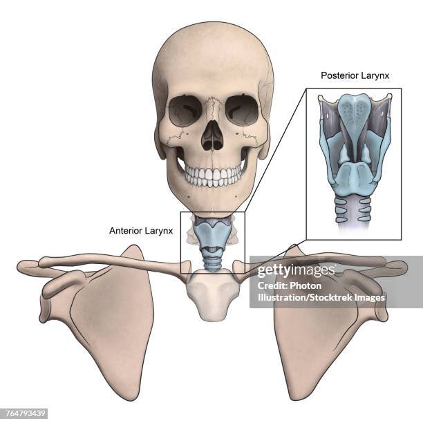 anterior and posterior larynx and skeletal anatomy. - epiglottis stock illustrations