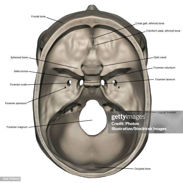 ilustraciones, imágenes clip art, dibujos animados e iconos de stock de superior view of human skull anatomy with annotations. - hueso occipital