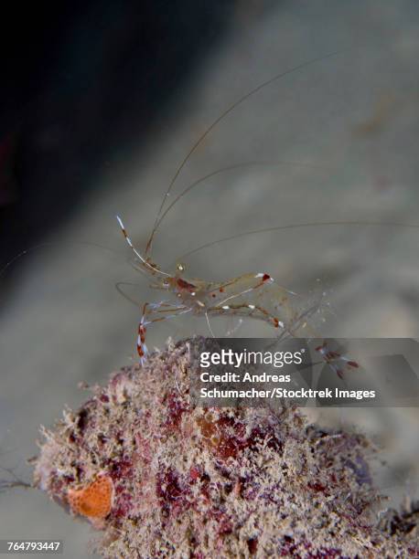cleaner shrimp, yap, micronesia. - ictiología fotografías e imágenes de stock