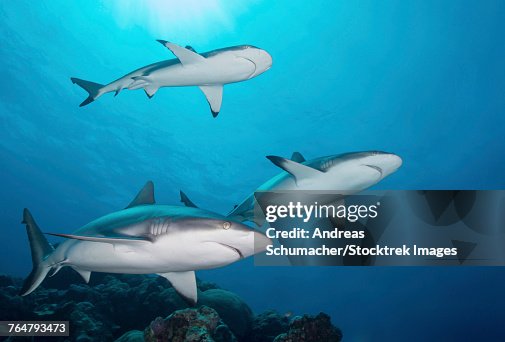 Grey reef sharks, Yap, Micronesia. Grey reef sharks, Yap, Micronesia.
