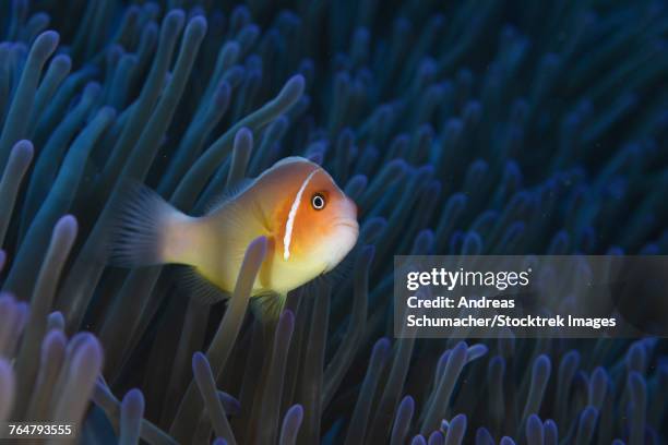 pink anemonefish, yap, micronesia. - ictiología fotografías e imágenes de stock