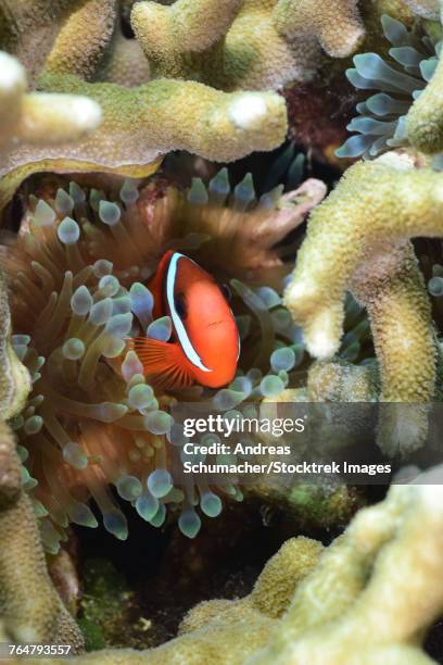 tomato clownfish, yap, micronesia. - ictiología fotografías e imágenes de stock