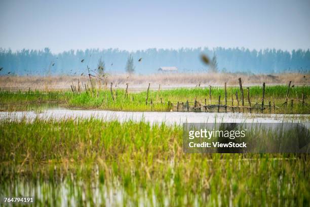 baiyangdian lake of xiongan new district,hebei province,china - xiongan stock pictures, royalty-free photos & images