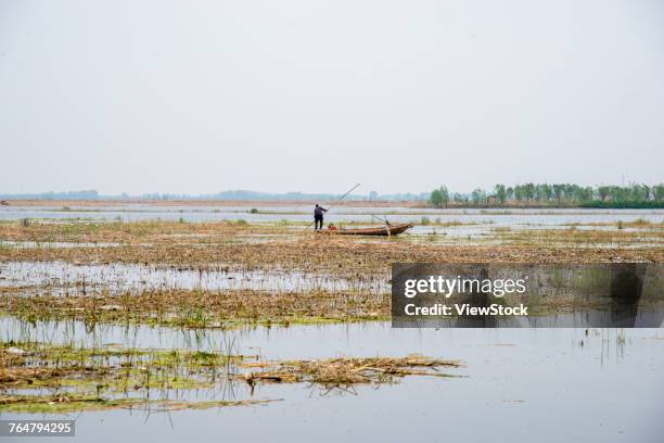 baiyangdian lake of xiongan new area,hebei province,china - xiongan stock pictures, royalty-free photos & images