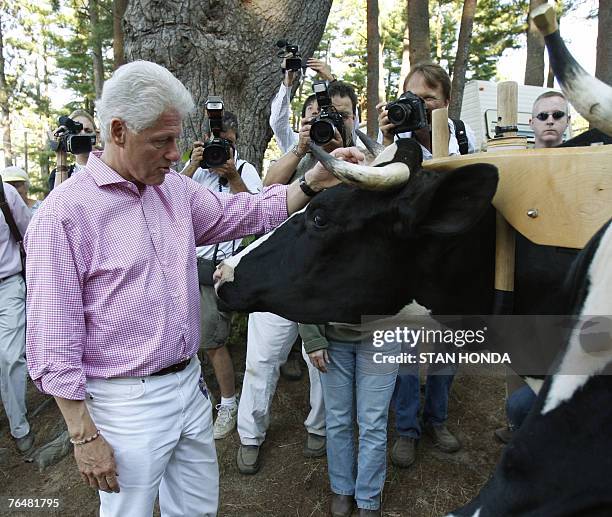 Former US president Bill Clinton pets a cow during a visit to the 92nd Annual Hopkinton State Fair with his wife, Democratic presidential hopeful...