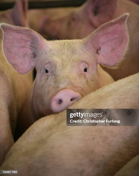 Pig waits to be auctioned to farmers and buyers attending the York Livestock Auction after restrictions due to the Foot and Mouth Disease outbreak...