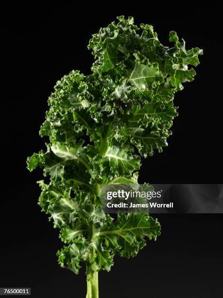 kale - grünkohl stock-fotos und bilder