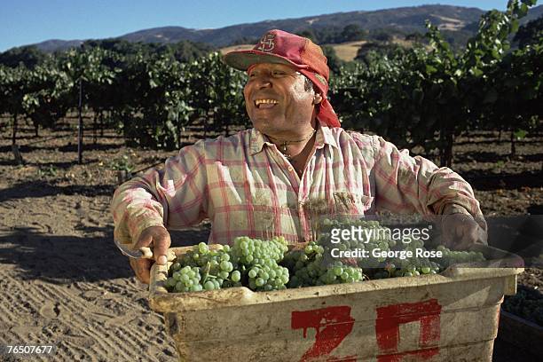Vineyard worker holds a bin of harvested chardonnay grapes in this 2006 Sonoma County, California, photo.