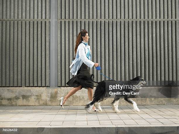 woman walking with afghan hound down pavement in a breeze, alicante, spain, - rock dog stock-fotos und bilder