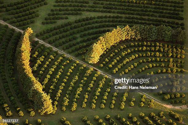 Tree Guild Aerial 237 Arial Trees Stock Photos, High-Res Pictures, and Images - Getty Images