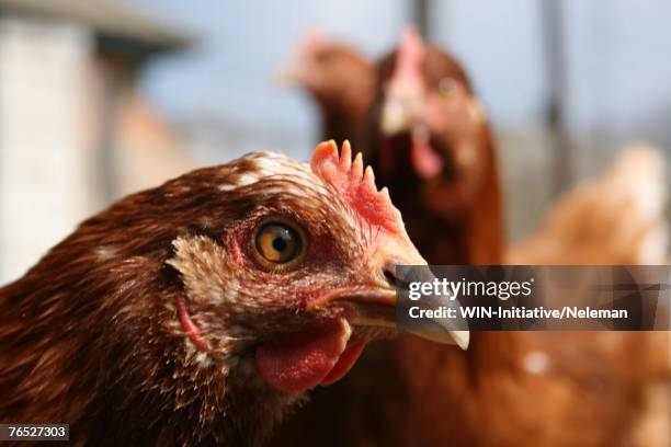 rooster, close-up - chicken kiev stock-fotos und bilder